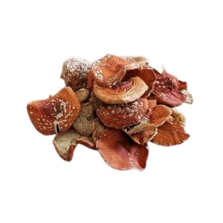 Fliegenpilz kaufen (Amanita Muscaria)